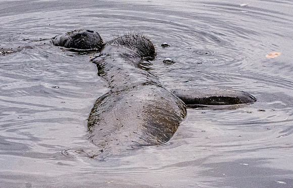 Manatee