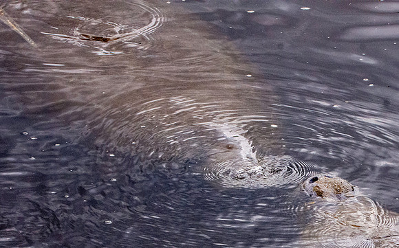 Manatee