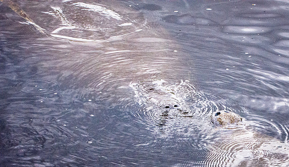 Manatee