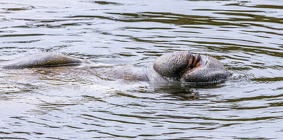 Manatee