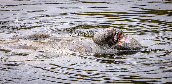 Manatee