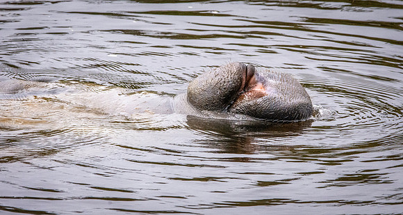 Manatee