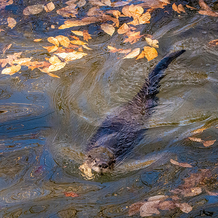 North American river otter