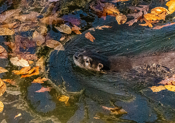North American river otter