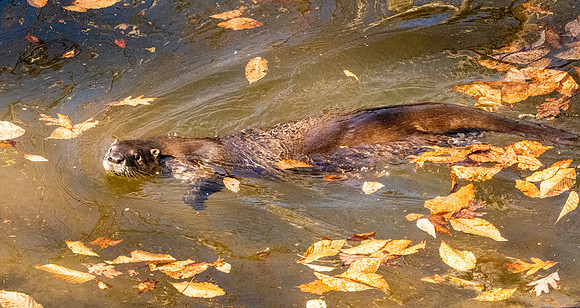 North American river otter