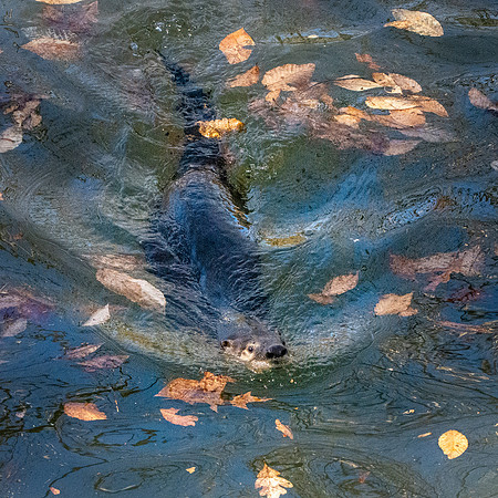 North American river otter