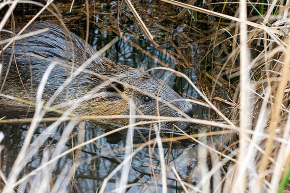 Coypu / Nutria