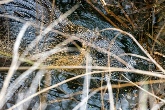 Coypu / Nutria