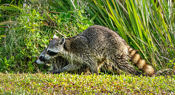 Racoon / raccoon