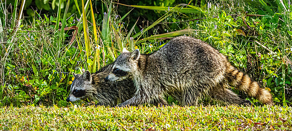 Racoon / raccoon