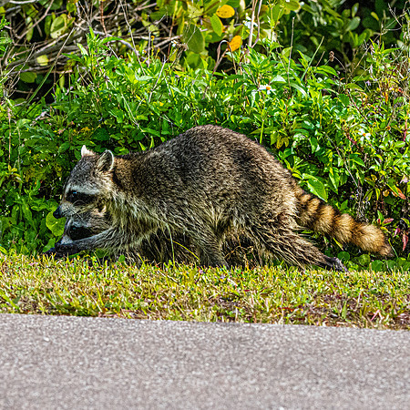 Racoon / raccoon