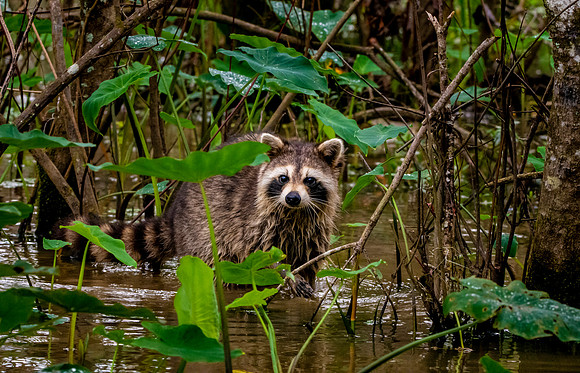 Racoon / raccoon