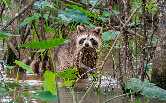 Racoon / raccoon