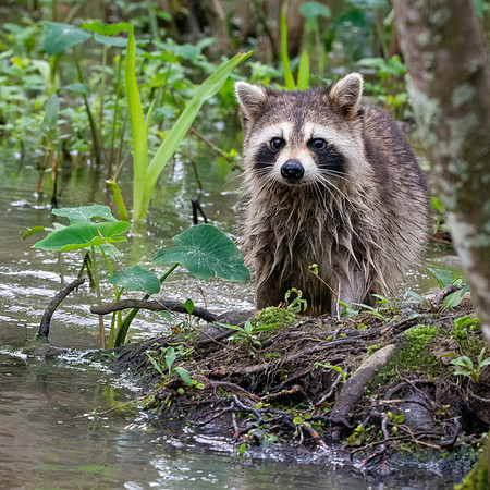 Racoon / raccoon