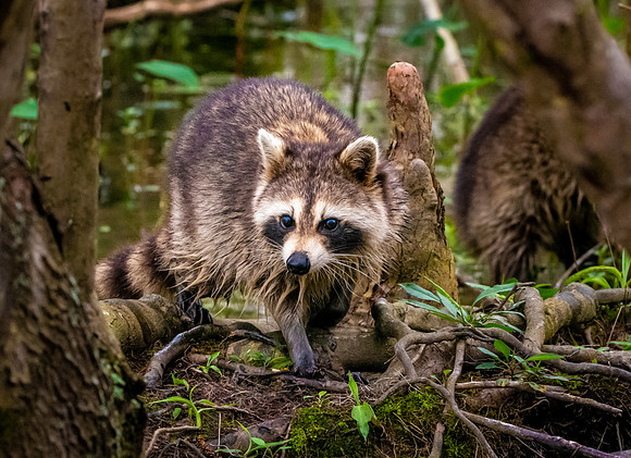Racoon / raccoon