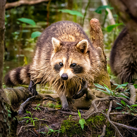 Racoon / raccoon