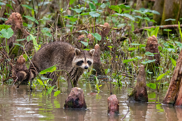 Racoon / raccoon