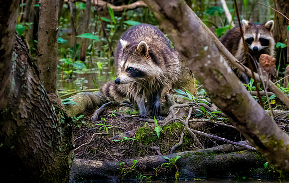 Racoon / raccoon