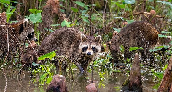 Racoon / raccoon