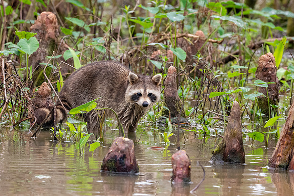 Racoon / raccoon