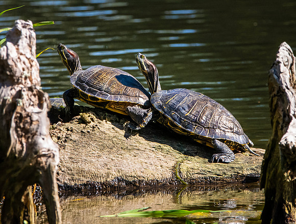 Red eared slider turtle