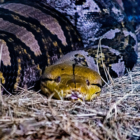 Reticulated python