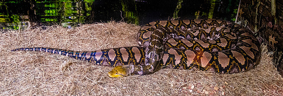 Reticulated python