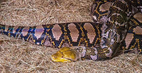 Reticulated python