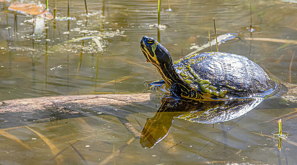 River cooter turtle
