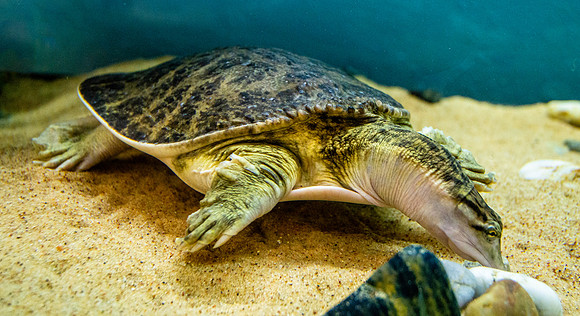Florida softshell turtle