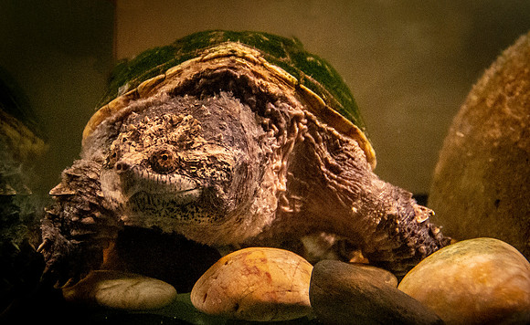 Snapping turtle