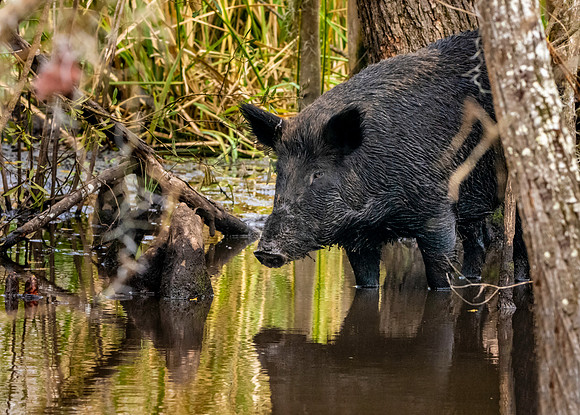 Wild hog/ feral hog / Wild Swamp Pigs