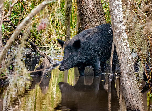 Wild hog/ feral hog / Wild Swamp Pigs