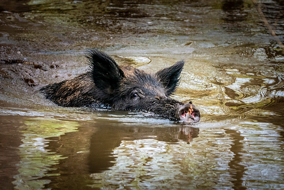 Wild hog/ feral hog / Wild Swamp Pigs