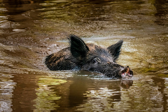 Wild hog/ feral hog / Wild Swamp Pigs
