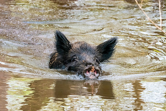 Wild hog/ feral hog / Wild Swamp Pigs