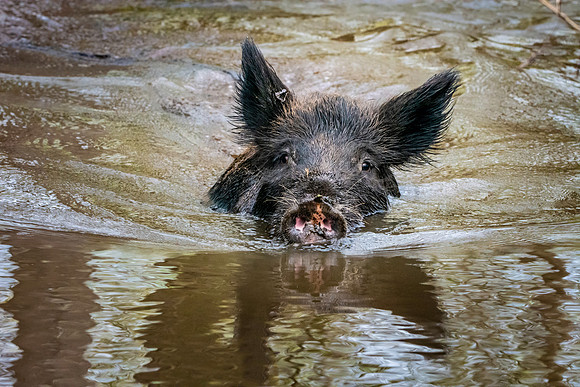 Wild hog/ feral hog / Wild Swamp Pigs
