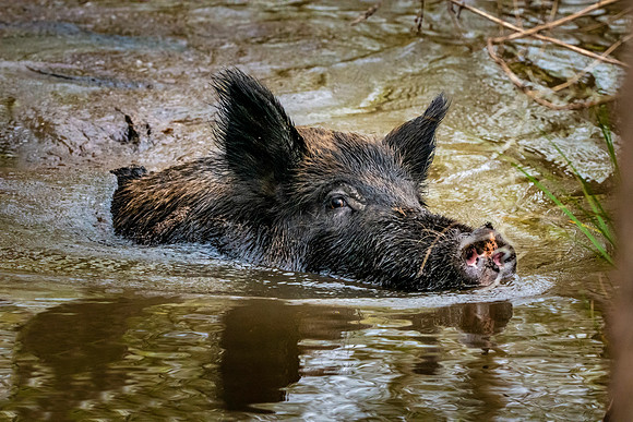 Wild hog/ feral hog / Wild Swamp Pigs