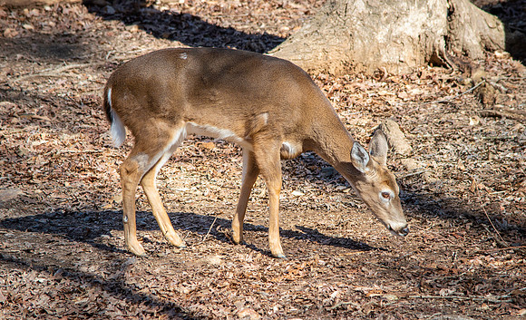 White tailed deer
