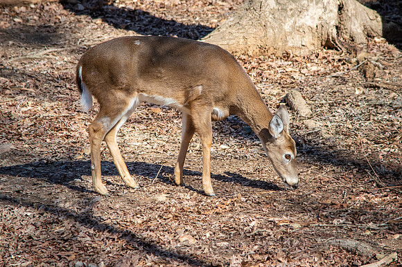 White tailed deer