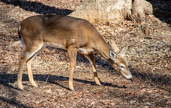 White tailed deer
