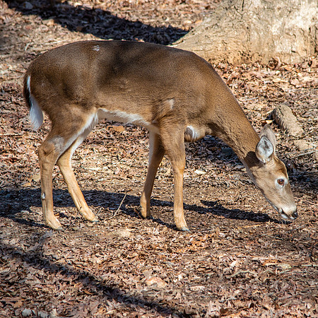 White tailed deer
