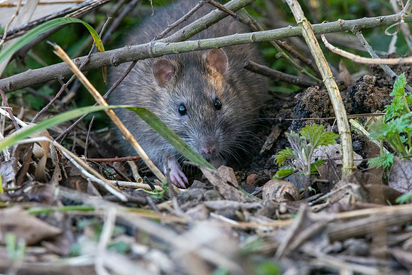 Brown rat