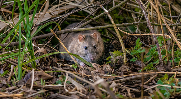 Brown rat