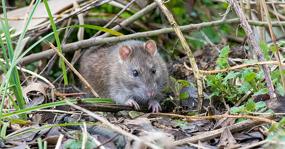 Brown rat