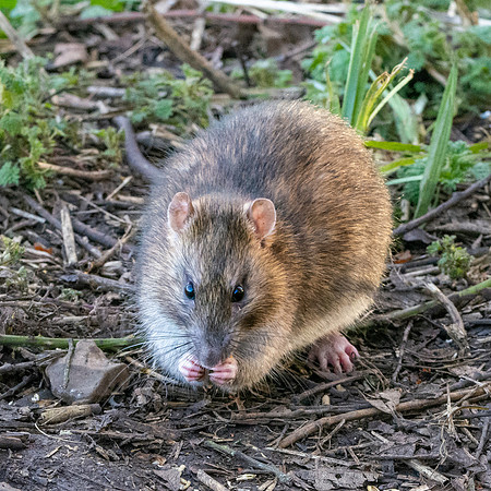 Brown rat