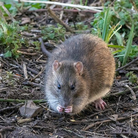 Brown rat