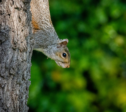 Grey squirrel