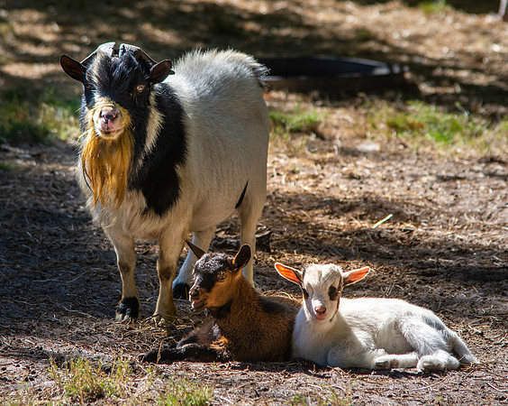 Wild goat