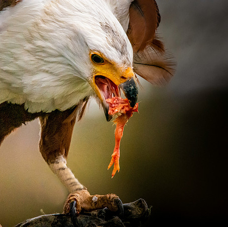 African Fish Eagle